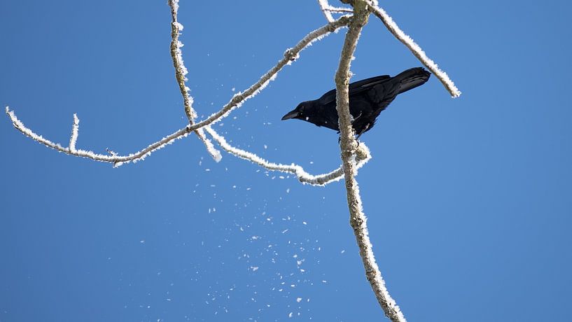 Crow van Bo Valentino