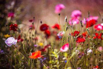 Ein Meer von bunten Blumen von Anouschka Hendriks