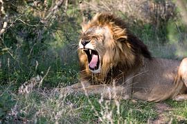 gapende leeuw in prachtige groene omgeving by Patries Photo