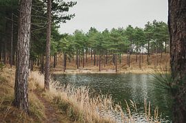 Forestry Westenschouwen by Nancy van Verseveld