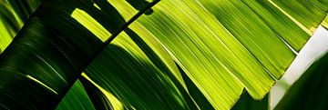 Groene bladeren van Poster Art Shop