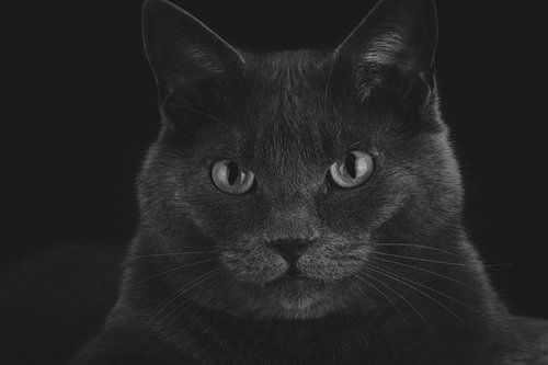 Yeux de chasseur noir et blanc