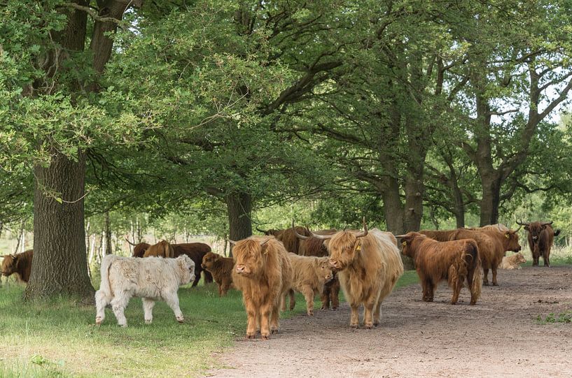 Troupeau de Highlanders écossais par Ans Bastiaanssen
