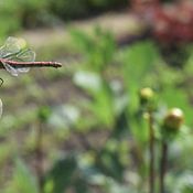 Christiaan Heyting Profilfoto