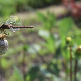 Christiaan Heyting Profile picture