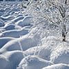 Winter textures by Olha Rohulya