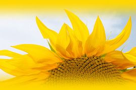 Sonnenblume von M.A. Ziehr