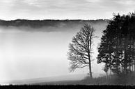 Baumgruppe im Nebel von CSB-PHOTOGRAPHY Miniaturansicht