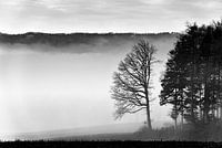 Baumgruppe im Nebel