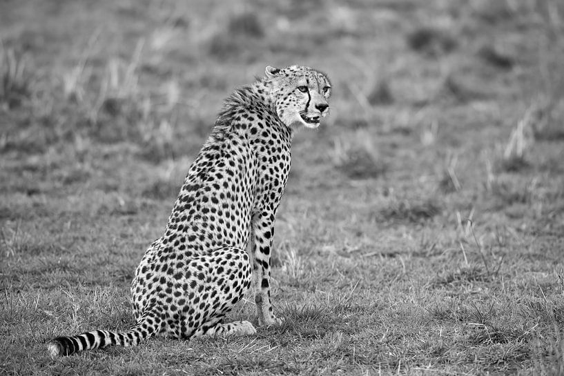 Cheetah van Marco Pozzi