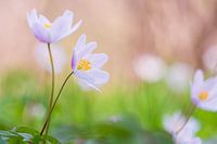 Wood anemones