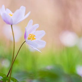 Wood anemones by Mark Dankers