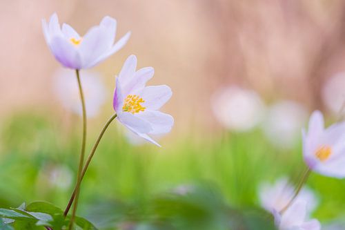 Buschwindröschen von Mark Dankers
