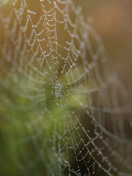 Spinnenweb met dauwdruppels van Margreet Riedstra