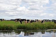 Nederlands landschap met een kudde grazende koeien in een weiland langs de sloot met daarin reflecti van Robin Verhoef thumbnail