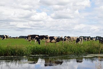 Nederlands landschap met een kudde grazende koeien in een weiland langs de sloot met daarin reflecti van Robin Verhoef