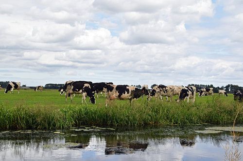 Niederländische Landschaft mit einer Herde grasender Kühe auf einer Wiese entlang des Grabens, auf d