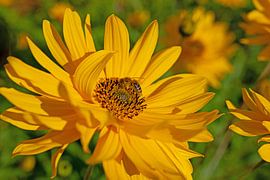 Jerusalem artichoke by Michael Schuppich
