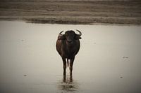 #NEPAL555 Wilde Waterbuffel