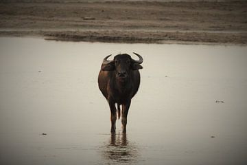 #NEPAL555 Wilde Waterbuffel van Coen nengerman