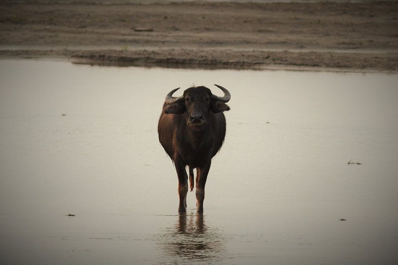 #NEPAL555 Wilde Waterbuffel von Coen nengerman
