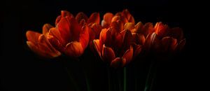 Tulipes II sur Pieter Navis