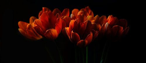 Tulpen II