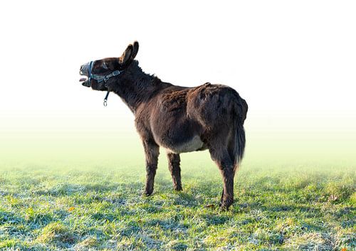 Brullende ezel