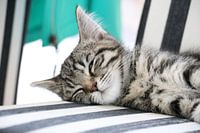 Lazy Cat