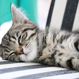 Lazy Cat von Bjorn Alards
