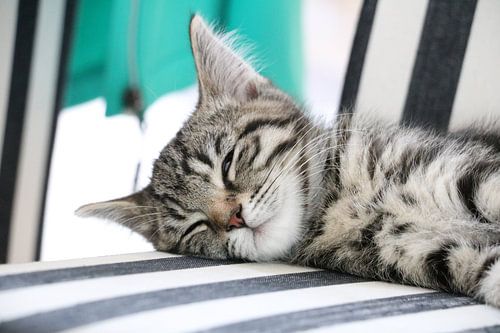 Lazy Cat by Bjorn Alards