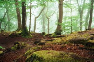 Im verwunschenen Wald