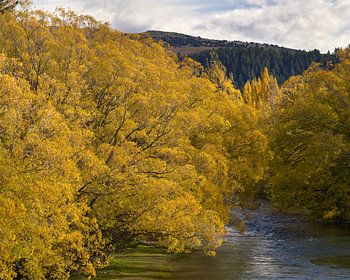 Autumn Colours