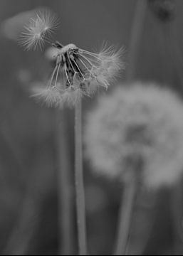 Uitgebloeide paardenbloem