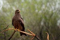 cerf-volant à bec jaune