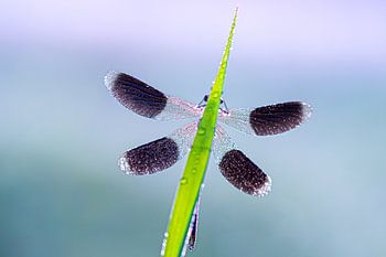 Wiesenbachjungfer im Morgenlicht