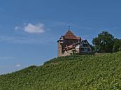 Castle and vineyard by Timon Schneider thumbnail