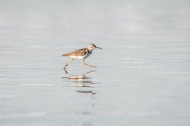 Reflet d'un oiseau sur une eau calme et un horizon doux