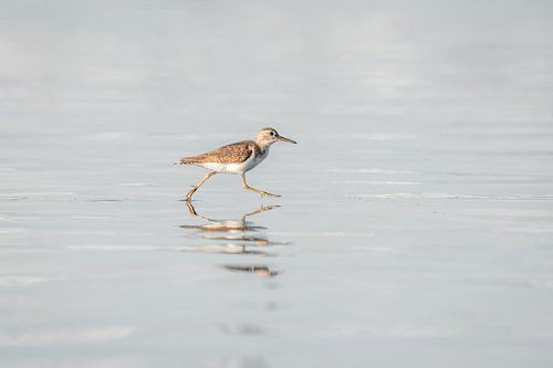 Vogel Spiegeling in Stil Water en Zachte Horizon
