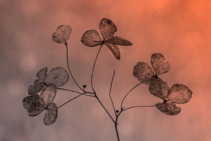 Silhouette Annabelle by Jefra Creations