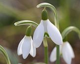 Snowdrops by By Foto Joukje thumbnail