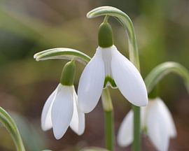Snowdrops by By Foto Joukje