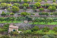 Fruit terraces near the village of Fornalutx, Mallorca
