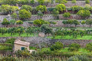 Obstterrassen beim Dorf Fornalutx, Mallorca