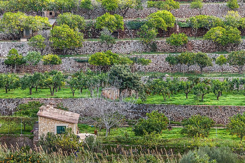 Obstterrassen beim Dorf Fornalutx, Mallorca von Christian Müringer