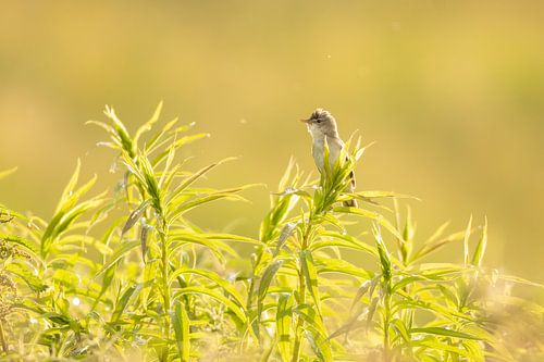 Gelber Waldrohrsänger