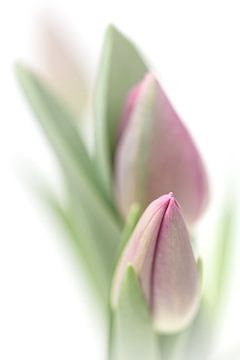 Bedroom Tulip... (bloem, tulp) van Bob Daalder
