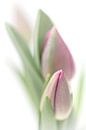 Bedroom Tulip... (bloem, tulp) von Bob Daalder Miniaturansicht