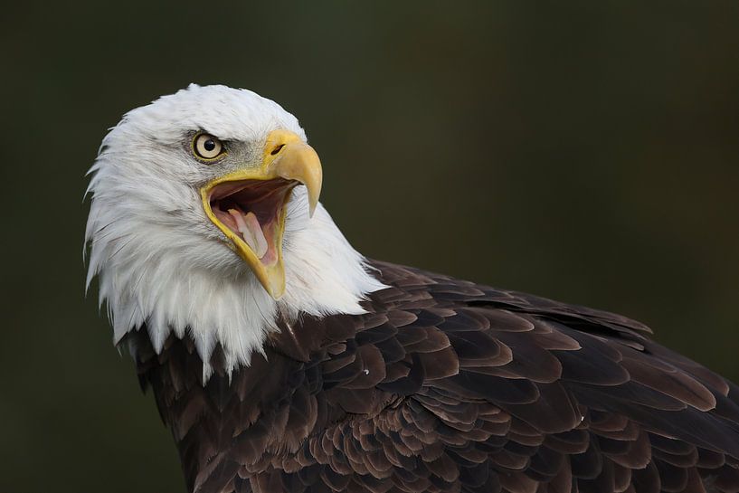 Bald Eagle (Haliaeetus leucocephalus) by Ronald Pol