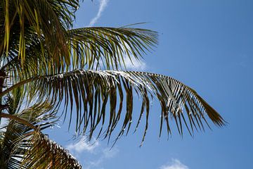 Palm tree by Dani Teston